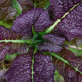 Mustard Seeds - Japanese Red Giant - Alliance of Native Seedkeepers - Vegetable Seeds