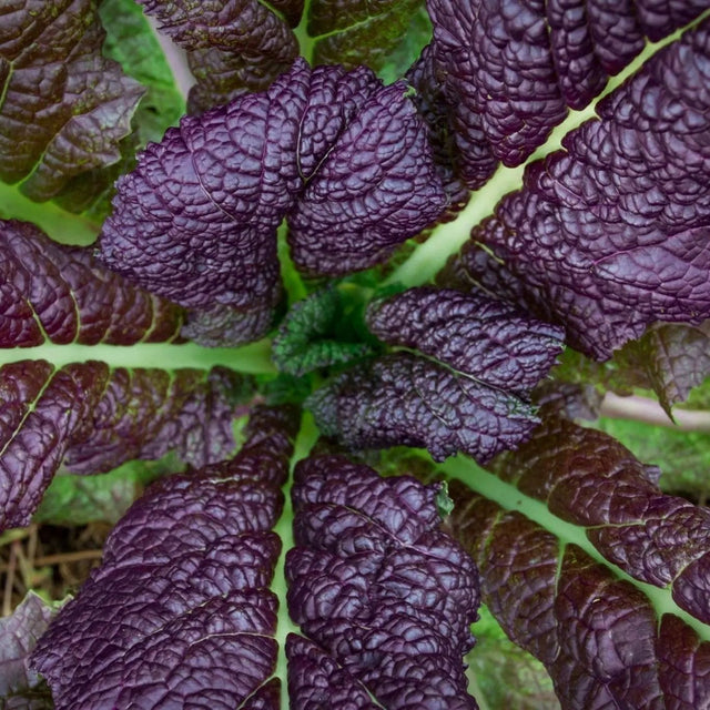 Mustard Seeds - Japanese Red Giant - Alliance of Native Seedkeepers - Vegetable Seeds