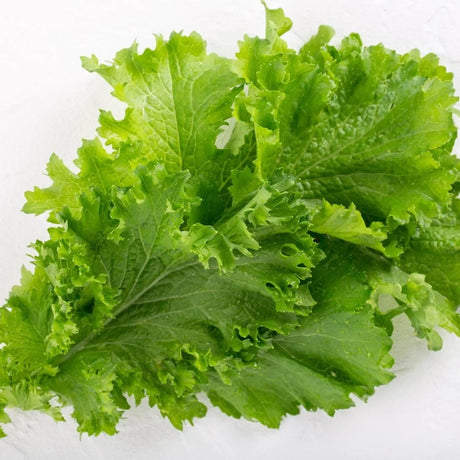 Olive Drab Mustard Seeds - Southern Giant Curled Mustard Alliance Of Native Seedkeepers Vegetable Seeds