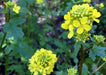 Mustard Seeds - White-Yellow - Alliance of Native Seedkeepers - 5. Cover Crops & Grains
