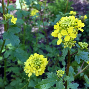 Mustard Seeds - White-Yellow - Alliance of Native Seedkeepers - 5. Cover Crops & Grains