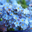 Myosotis (Forget-Me-Not) Seeds - Compindi - Alliance of Native Seedkeepers - 3. All Flowers