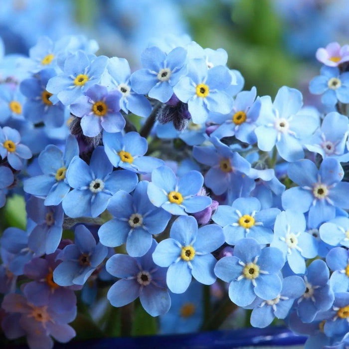 Myosotis (Forget-Me-Not) Seeds - Compindi - Alliance of Native Seedkeepers - 3. All Flowers