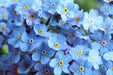 Myosotis (Forget-Me-Not) Seeds - Compindi - Alliance of Native Seedkeepers - 3. All Flowers