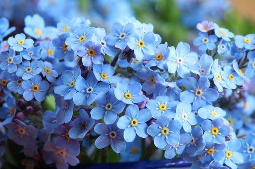 Myosotis (Forget-Me-Not) Seeds - Compindi - Alliance of Native Seedkeepers - 3. All Flowers