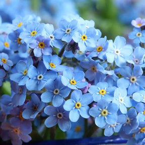 Myosotis Forget - Me - Not Seeds - Compindi - Alliance of Native Seedkeepers - Flower Seeds