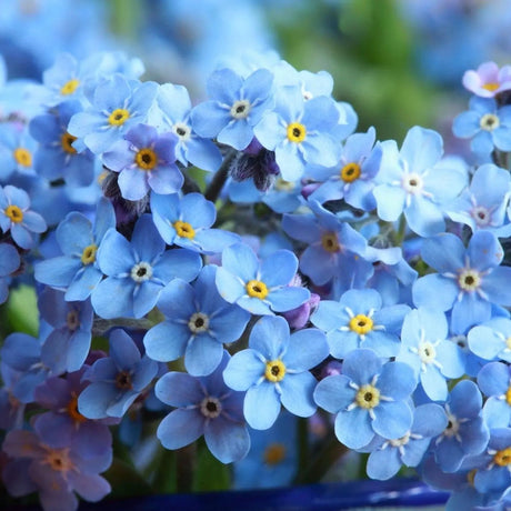 Myosotis Forget - Me - Not Seeds - Compindi - Alliance of Native Seedkeepers - Flower Seeds