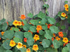 Nasturtium Seeds - Jewel Mixed Colors - Alliance of Native Seedkeepers - 3. All Flowers