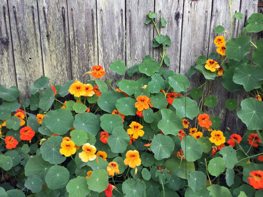 Nasturtium Seeds - Jewel Mixed Colors - Alliance of Native Seedkeepers - 3. All Flowers