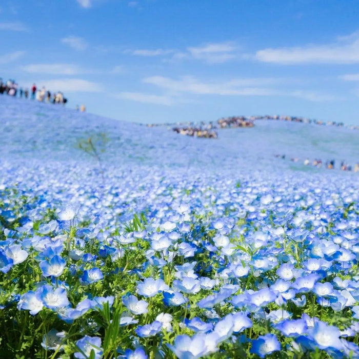 Nemophila Seeds - Baby Blue Eyes - Alliance of Native Seedkeepers - 3. All Flowers