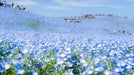 Nemophila Seeds - Baby Blue Eyes - Alliance of Native Seedkeepers - 3. All Flowers