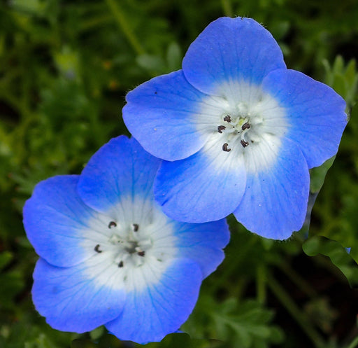 Nemophila Seeds - Baby Blue Eyes - Alliance of Native Seedkeepers - 3. All Flowers