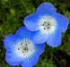 Nemophila Seeds - Baby Blue Eyes - Alliance of Native Seedkeepers - 3. All Flowers