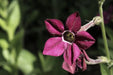 Nicotiana Seeds - Bronze Queen - Alliance of Native Seedkeepers - Nicotiana