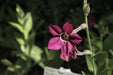Nicotiana Seeds - Bronze Queen - Alliance of Native Seedkeepers - Nicotiana