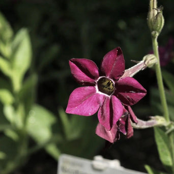 Nicotiana Seeds - Bronze Queen - Alliance of Native Seedkeepers - Nicotiana