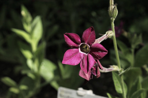Nicotiana Seeds - Bronze Queen - Alliance of Native Seedkeepers - Nicotiana