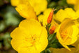 Oenothera Seeds - Evening Primrose - Alliance of Native Seedkeepers - 3. All Flowers