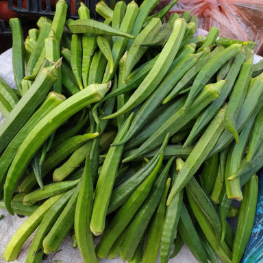 Okra Seeds - Cherokee Long Pod - Alliance of Native Seedkeepers - Okra