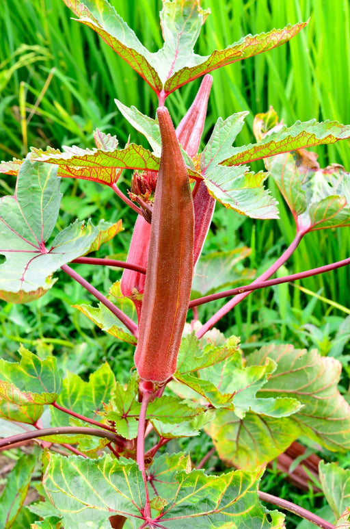 Okra Seeds - Red Burgundy - Alliance of Native Seedkeepers - Okra