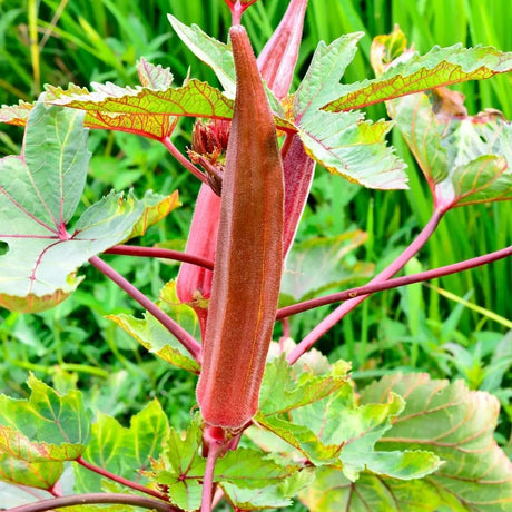 Okra Seeds - Red Burgundy Okra - Alliance of Native Seedkeepers - Vegetable Seeds