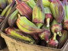 Okra Seeds - Texas Hill Country - Alliance of Native Seedkeepers - Okra