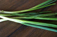 Onion Seeds - Evergreen Bunching - Alliance of Native Seedkeepers - Onion