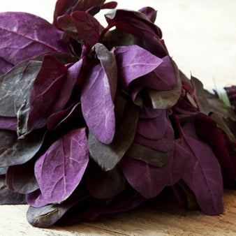 Orach Seeds - Purple - Alliance of Native Seedkeepers - Orach