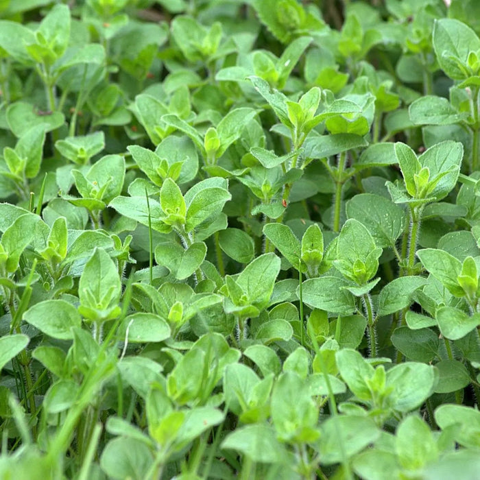 Oregano Seeds - Italian - Alliance of Native Seedkeepers - 4. All Herbs