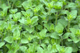 Oregano Seeds - Italian - Alliance of Native Seedkeepers - 4. All Herbs