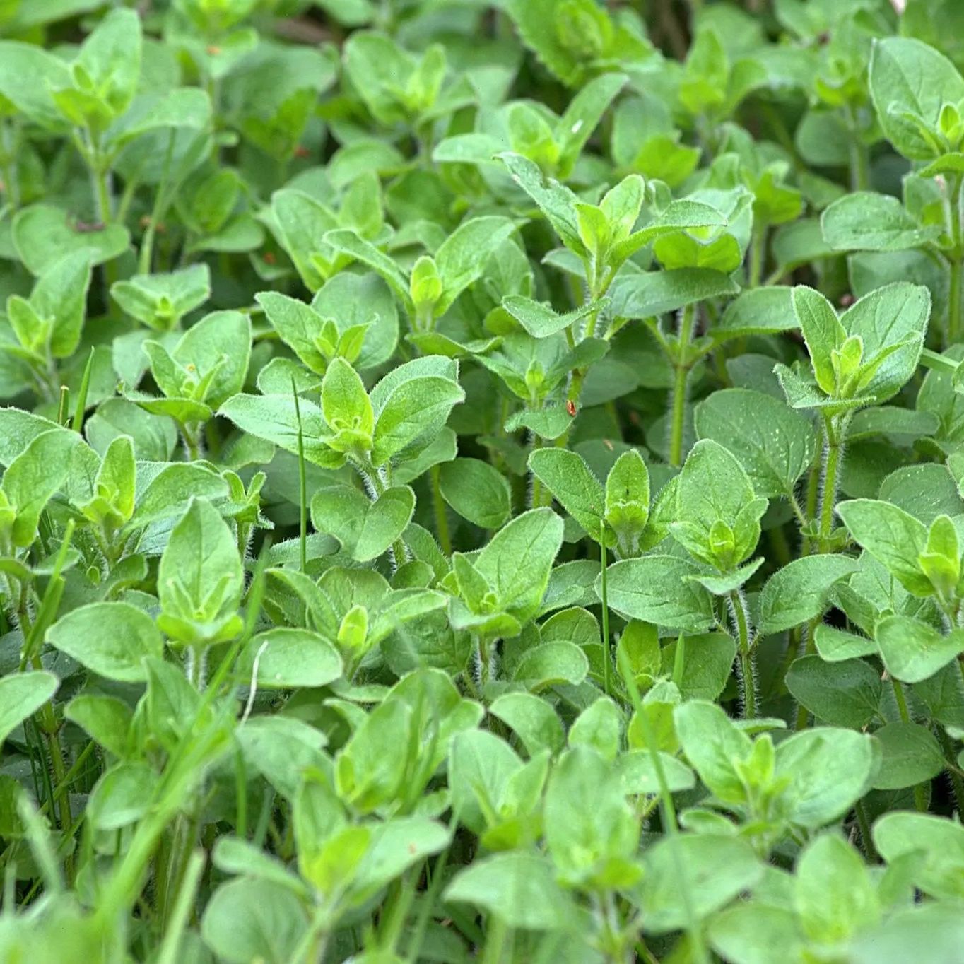 Oregano Seeds - Italian - Alliance of Native Seedkeepers - Herb Seeds