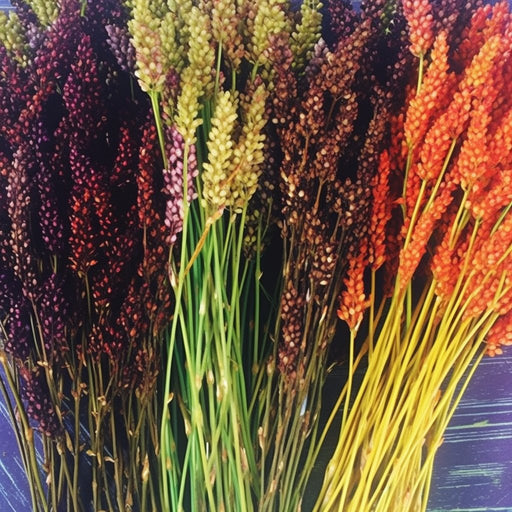 Ornamental Corn Seeds - Multicolored Broom (Coming Jan/Feb 2024) - Alliance of Native Seedkeepers -