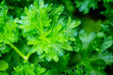 Parsley Seeds - Moss Curled - Alliance of Native Seedkeepers - 4. All Herbs