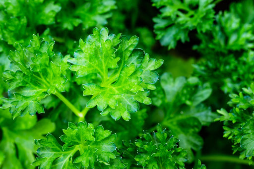 Parsley Seeds - Moss Curled - Alliance of Native Seedkeepers - 4. All Herbs