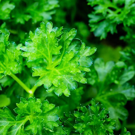 Parsley Seeds - Moss Curled - Alliance of Native Seedkeepers - Herb Seeds