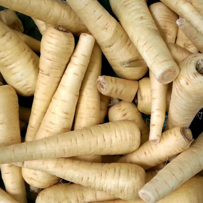 Parsnip Seeds - Harris Model - Alliance of Native Seedkeepers - Parsnip