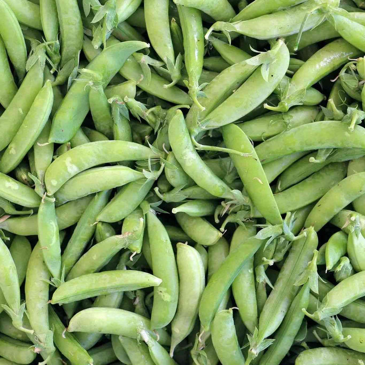 Little Marvel Pea Seeds