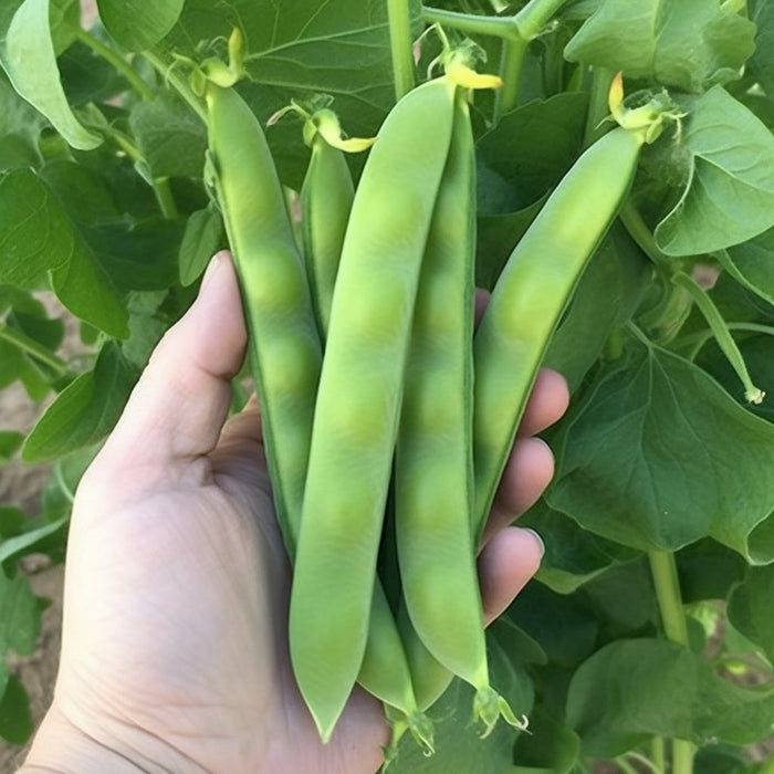 Pea Seeds - Garden Pea - Mr. Big (Coming Jan/Feb 2024) - Alliance of Native Seedkeepers -