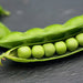 Pea Seeds - Lincoln - Alliance of Native Seedkeepers -