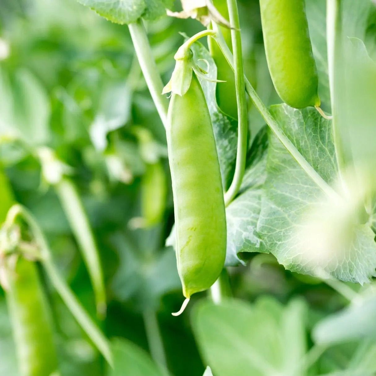 Pea Seeds - Snap - Sugar Ann - Alliance of Native Seedkeepers - Vegetable Seeds