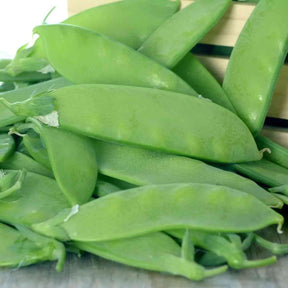 Dark Sea Green Pea Seeds - Snow - Oregon Sugar Pod II Alliance Of Native Seedkeepers Vegetable Seeds