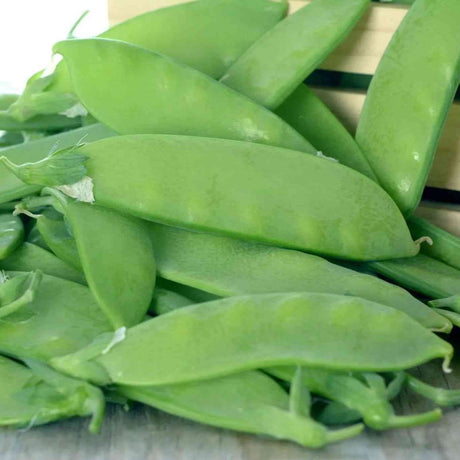 Dark Sea Green Pea Seeds - Snow - Oregon Sugar Pod II Alliance Of Native Seedkeepers Vegetable Seeds