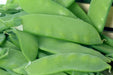 Pea Seeds - Snow - Oregon Sugar Pod II - Alliance of Native Seedkeepers - 1. All Vegetables