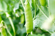 Pea Seeds - Sugar Ann Snap - Alliance of Native Seedkeepers - 1. All Vegetables
