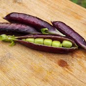 Tan Pea Seeds - Snap - Sugar Magnolia Alliance Of Native Seedkeepers Vegetable Seeds