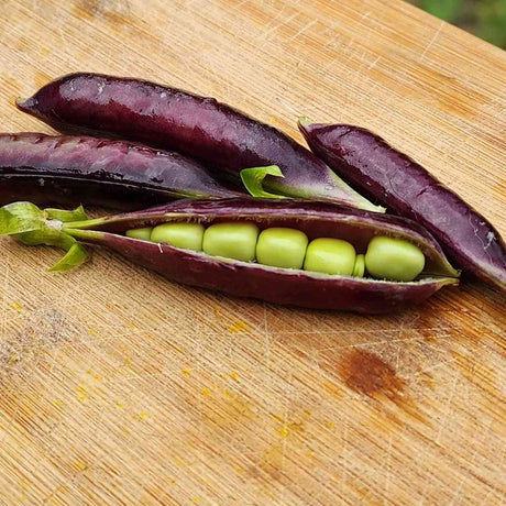 Tan Pea Seeds - Snap - Sugar Magnolia Alliance Of Native Seedkeepers Vegetable Seeds