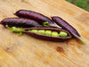 Pea Seeds - Sugar Magnolia Snap (Coming Jan/Feb 2024) - Alliance of Native Seedkeepers -