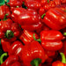 Pepper Seeds - Big Red Sweet - Alliance of Native Seedkeepers - Pepper