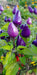Pepper Seeds - Hot - Aurora - Alliance of Native Seedkeepers - Pepper