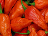 Pepper Seeds - Hot - Bhut Jolokia (Red Ghost) - Alliance of Native Seedkeepers - 1. All Vegetables